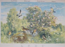 Schulwandbild Europäische Kleinvögel / Small Birds – Gunnar