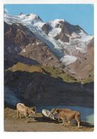 SUSTENPASS-STRASSE Kühe am Gletschersee