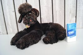 Steiff Pudel Stofftier, Vintage, Sammlerstück, Rarität