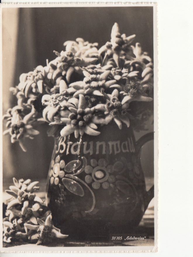 Cartoline postali: Motivkarte Edelweiss ca. 1940 – Usato da Bürglen TG venduto da StampGraf