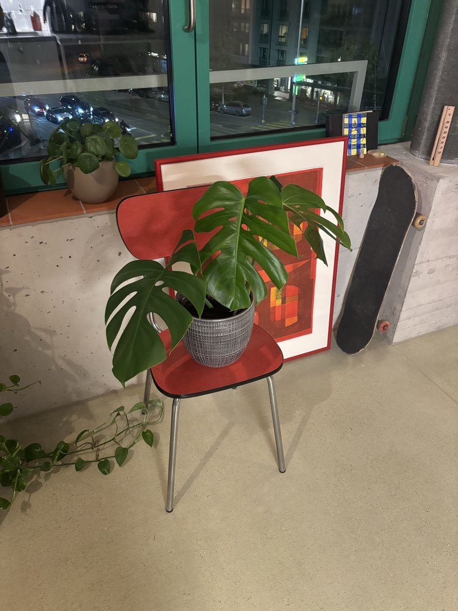 Pflanzen & Samen: Monstera – Gebraucht aus Zürich von .Jiji. 1