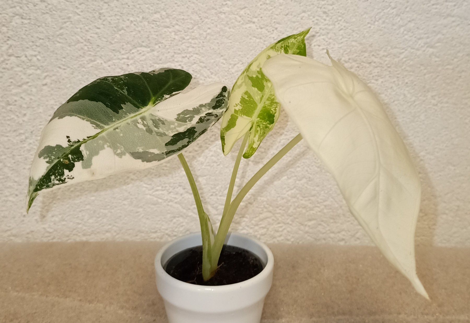 Piante & sementi: Alocasia Frydek Variegata – Nuovo (secondo la descrizione) da schöftland venduto da UniquePlants