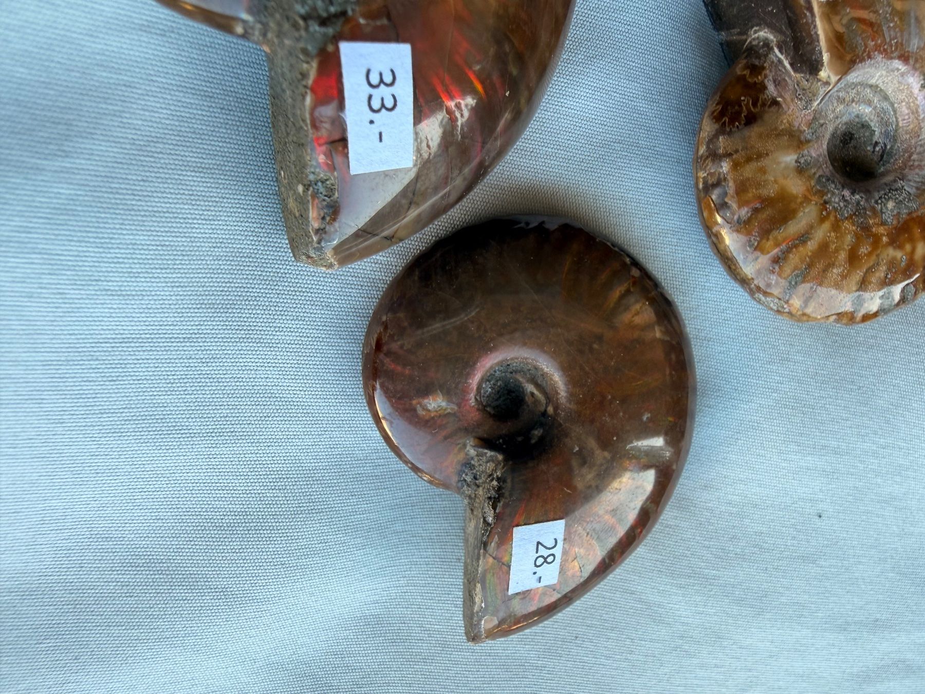 Fossiles: Ammoniten Fossilien – Neuf avec emballage d'origine à Wetzikon ZH par Linda5 3