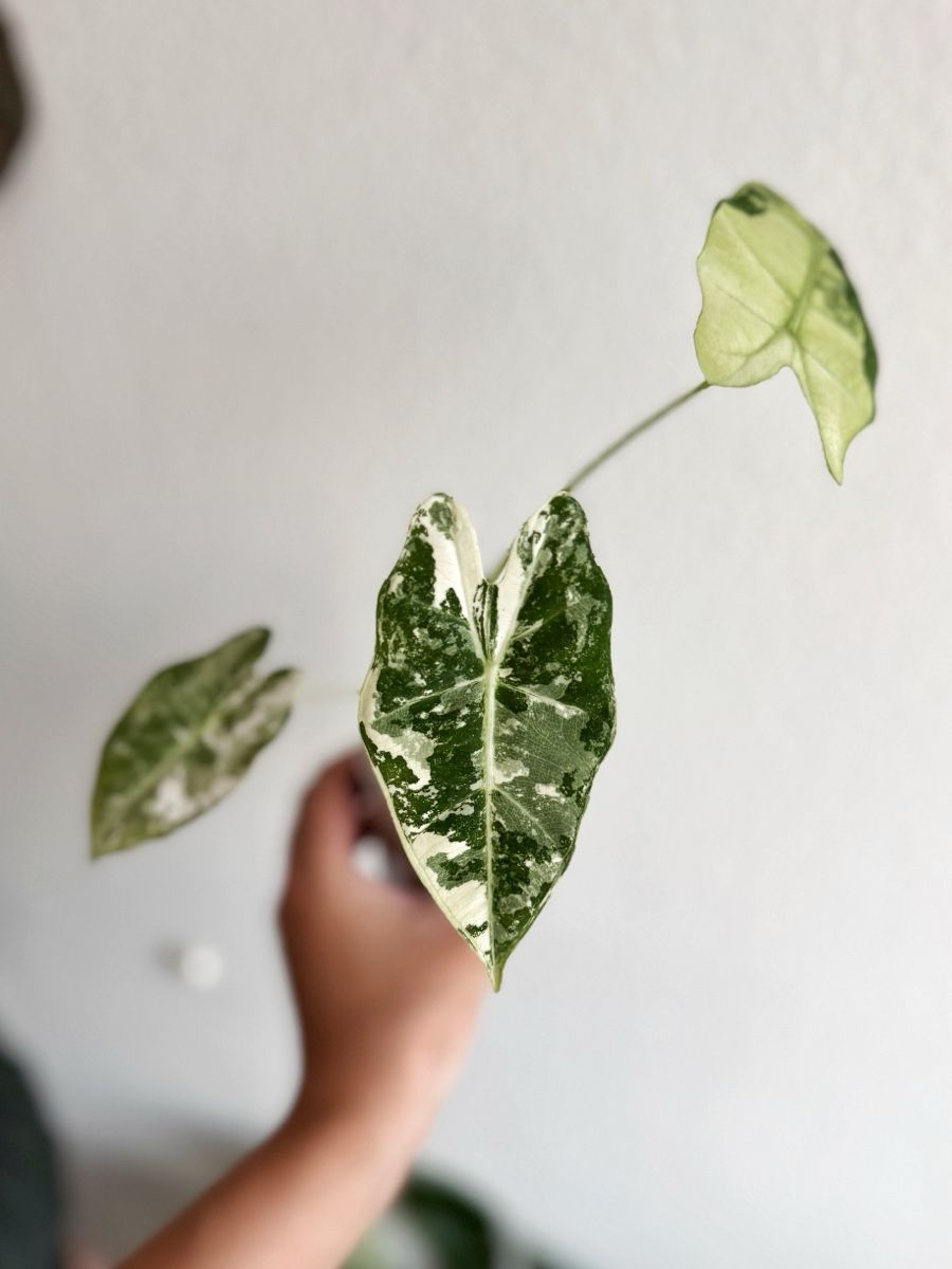 Pflanzen & Samen: Alocasia Frydek Variegated  – Neu (gemäss Beschreibung) aus Bern von Lucas_Ma