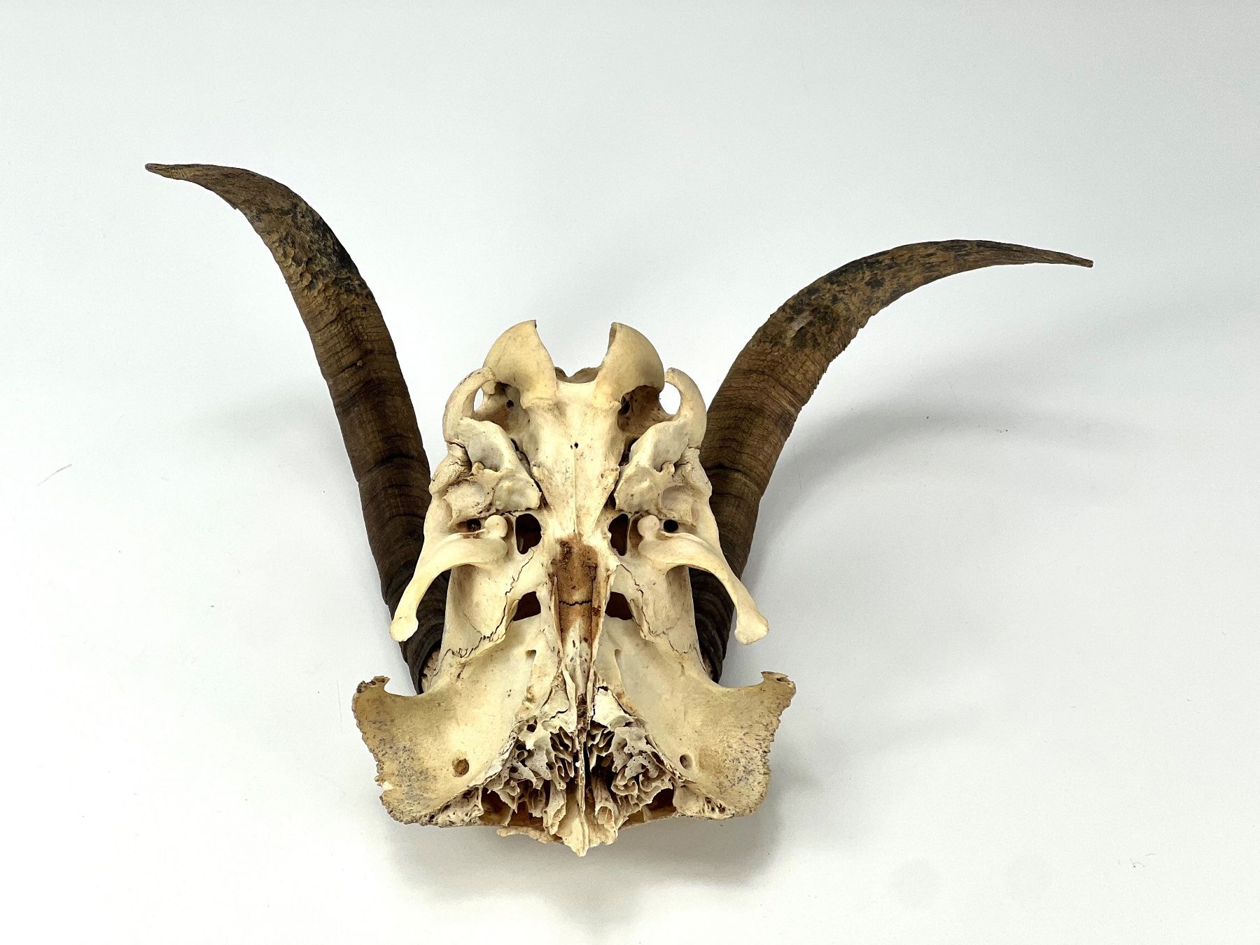 Il mondo degli animali: Echter Ziegen SCHÄDEL mit Hörnern Jagdtrophäe Naturdeko – Usato da Zürich venduto da Arche_Brockenhaus 3