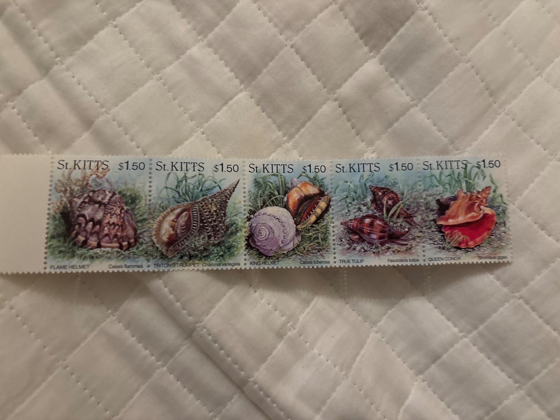 Tutti i francobolli: 5 seltene Muschel Briefmarken St.Kitts – Nuovo e nell'imballaggio originale da Zürich venduto da engebrunau
