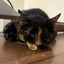 Profile image of DownOnHaley
