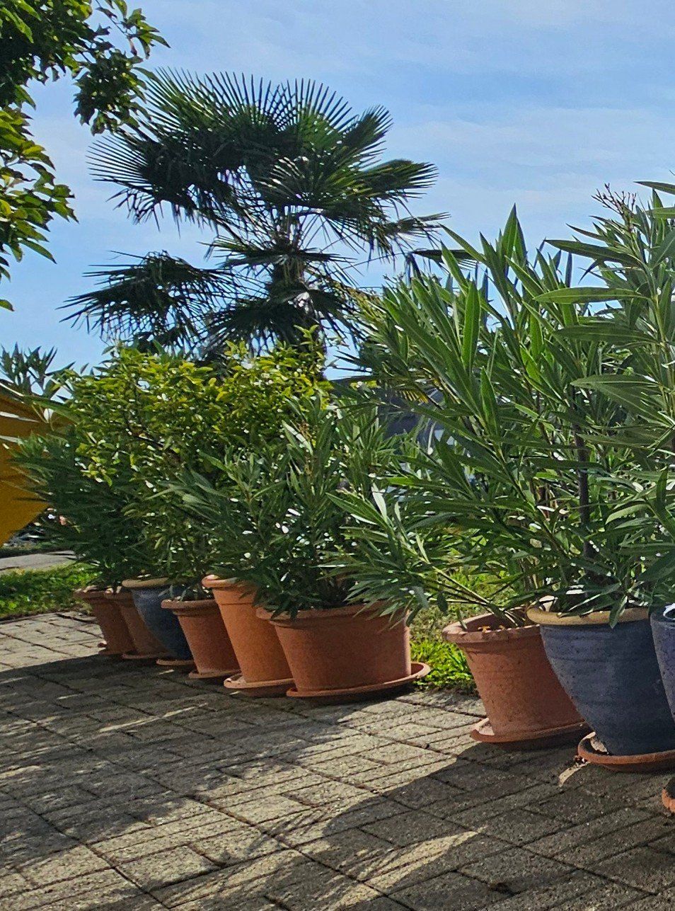 Plantes & graines: Oleander im Topf Preis pro Stück – D'occasion à Rain par Rasala3 1