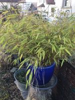 Grosser Bambus Pflanzentopf Gartenpflanze Pflanze Gartendeko