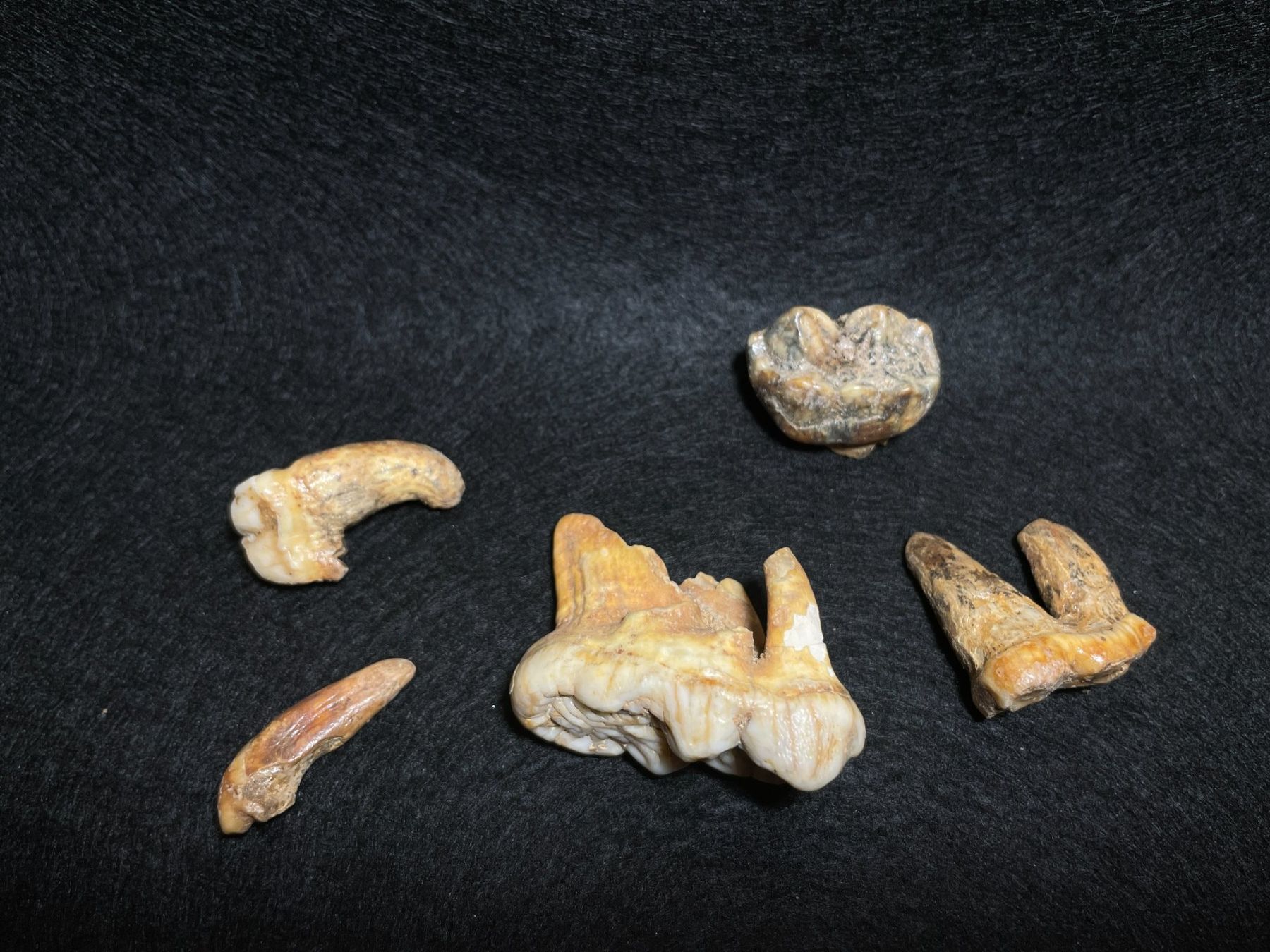 Fossili: Ours des cavernes, ensemble de dents. – Nuovo (secondo la descrizione) da Cernier venduto da Tashi_Delek 4
