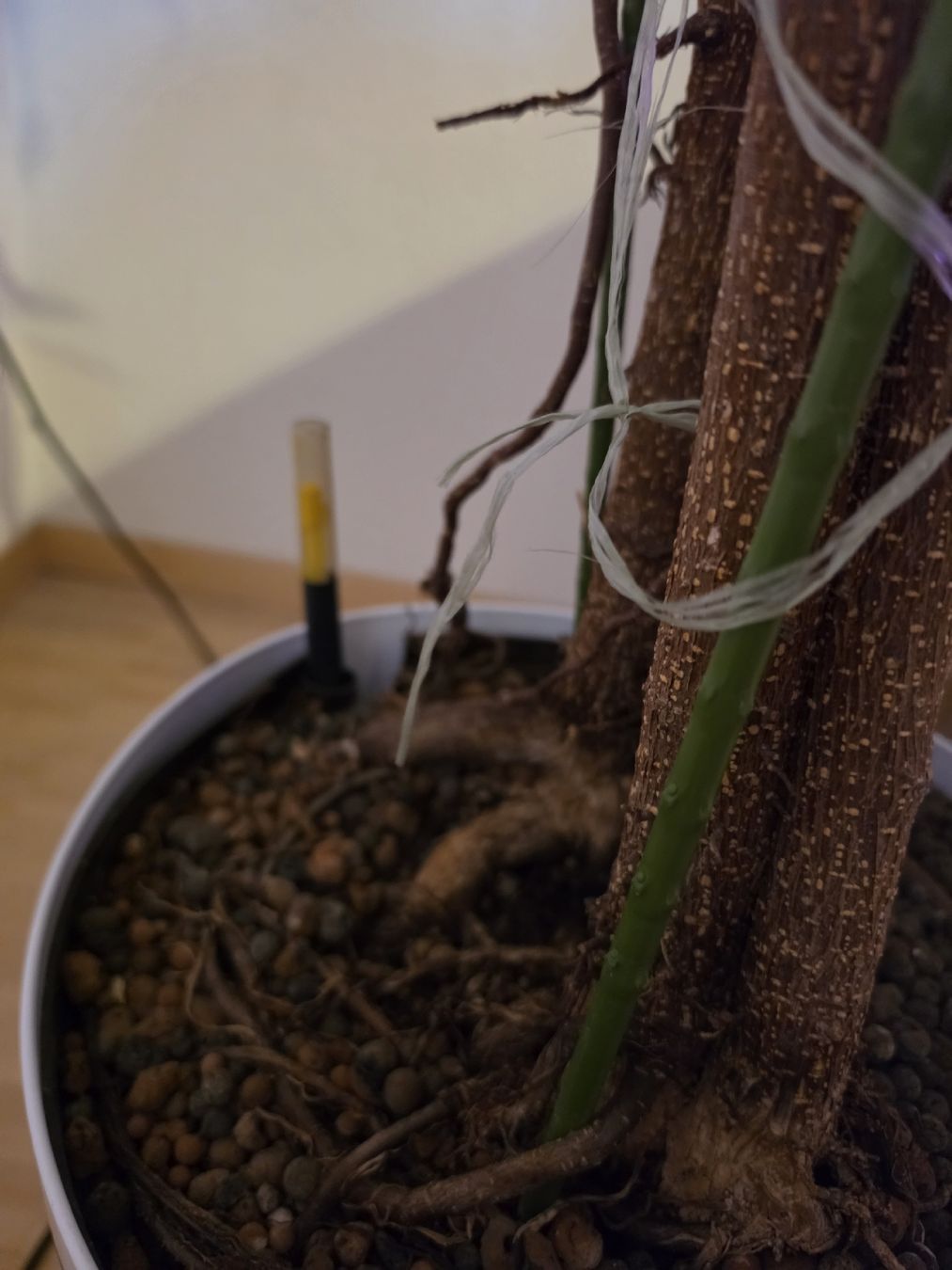Pflanzen & Samen: Ficus Pflanze  – Gebraucht aus Uster von mikedizzy84 2