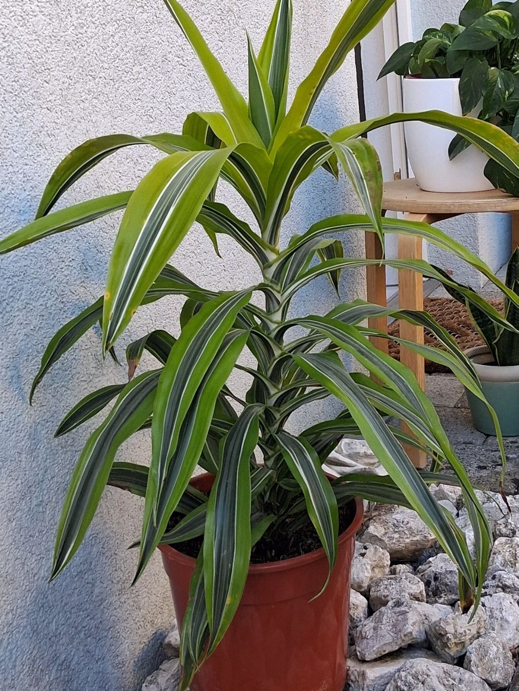 Plantes & graines: Zimmerpflanze – D'occasion à Aarburg par brujil 5
