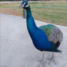 Profile image of Sevres