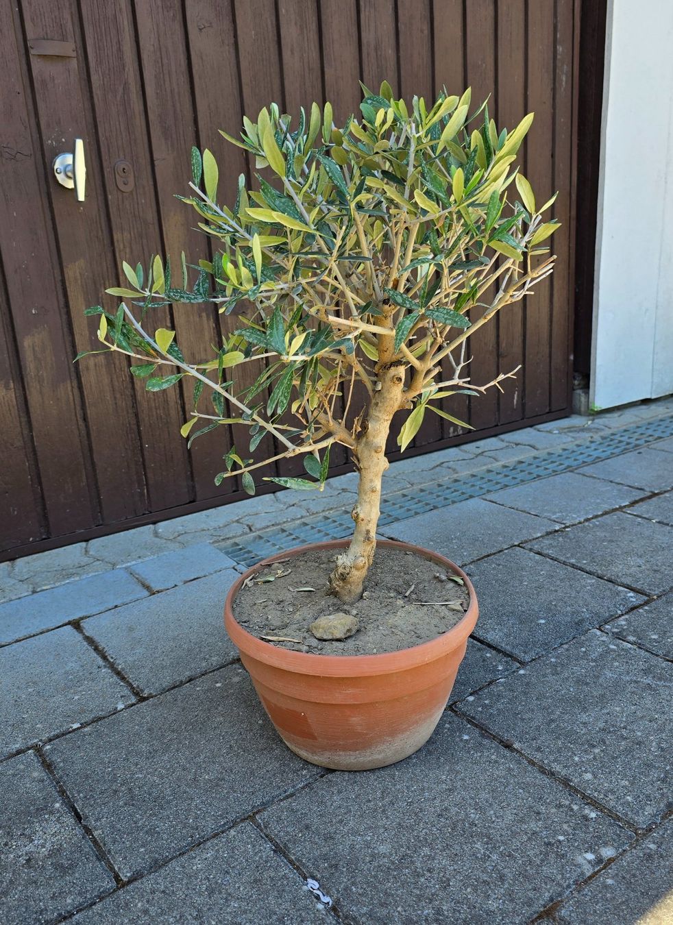 Plantes & graines: Olivenbaum Nr.3 – D'occasion à Aarburg par popkorn65 4