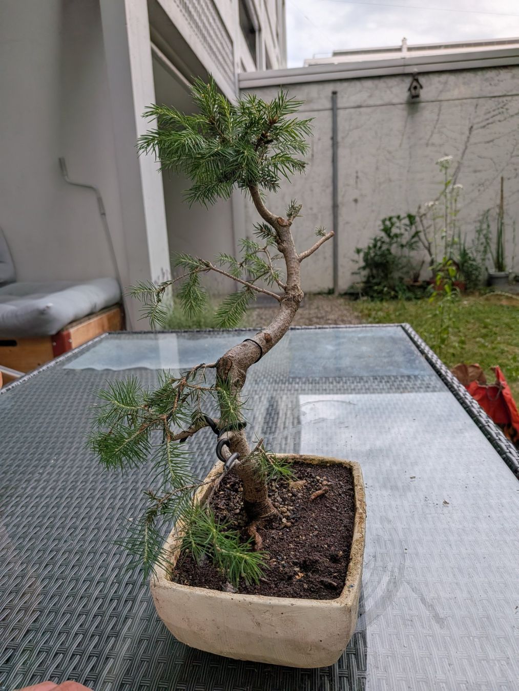 Piante & sementi: Bonsai Tannenbaum – Usato da Bern venduto da Hydrom 2