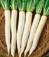 50 Samen Langer weißer Rettich "DAIKON" 50 Samen
