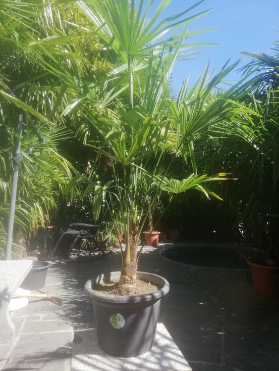 Plant In A Box - Trachycarpus Fortunei - Palmier De Chine - Palmier Exterieur - Set De 2 - Pot - Foto 10