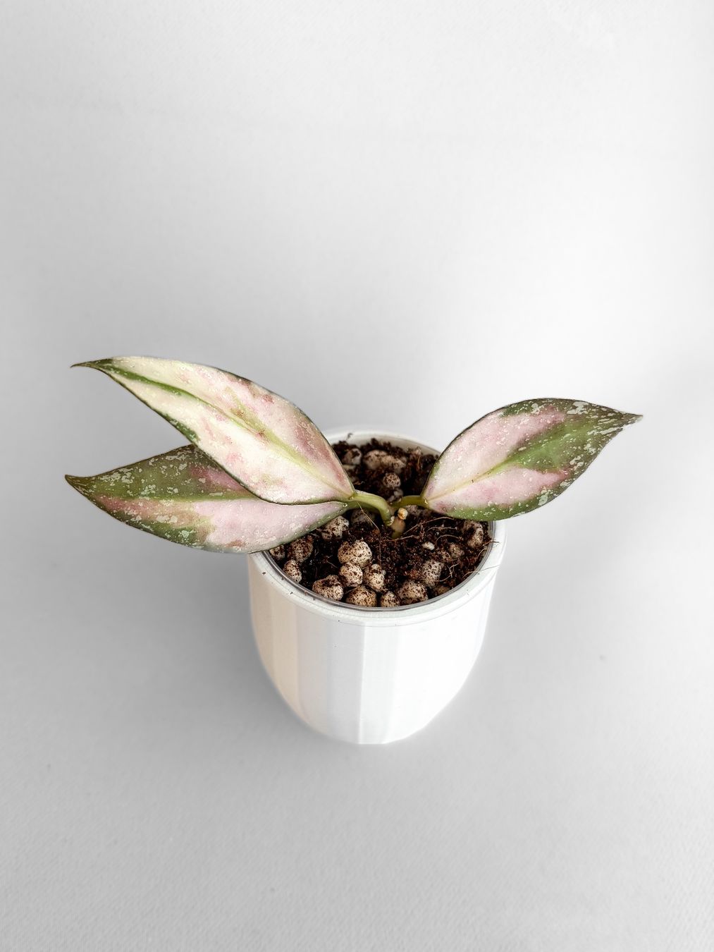Piante & sementi: Hoya Nabawanensis Variegata – Nuovo (secondo la descrizione) da Seuzach venduto da animaplants 1