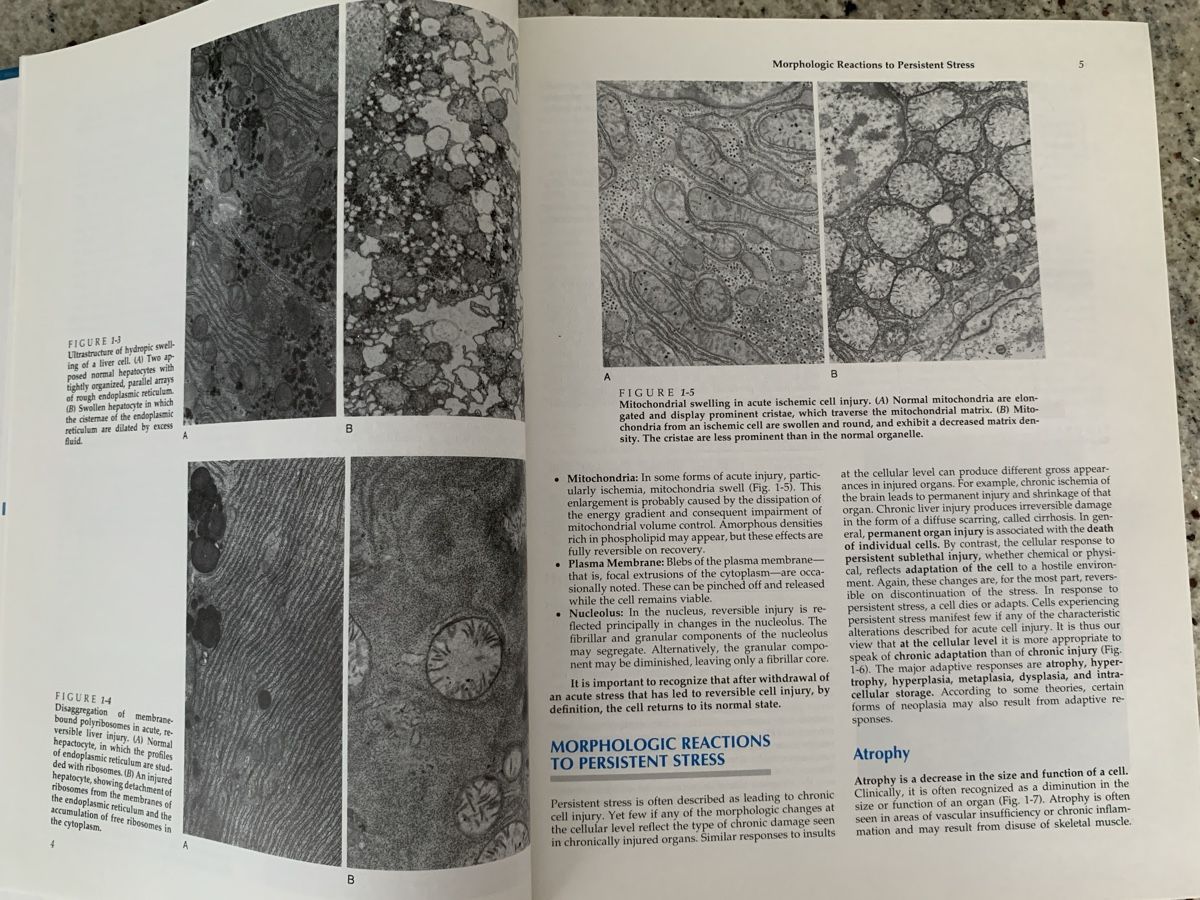 Libri: Pathology 2nd Edition Rubin & Farber Textbook – Usato da Genève venduto da sunsustains 6