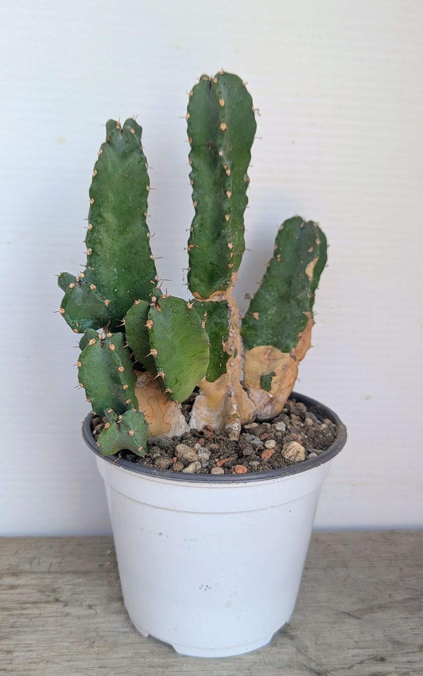 Piante & sementi: Euphorbia resinifera – Usato da Comano venduto da che_8lc2