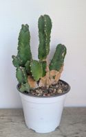 Euphorbia resinifera