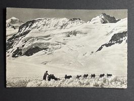 Jungfraujoch - Polarhunde
