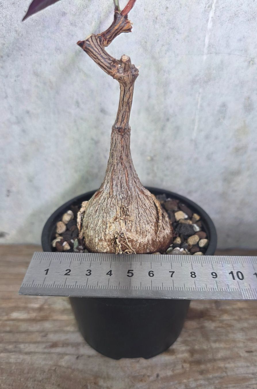 Pflanzen & Samen: Petopentia natalensis – Neu (gemäss Beschreibung) aus St.Erhard von Plumilandschweiz 5