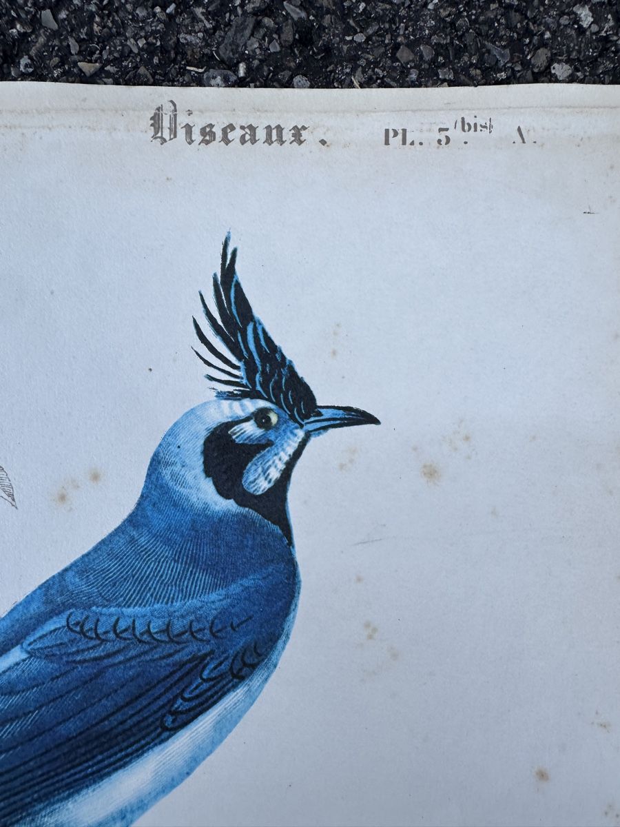 Grafica & Litografie: alte Vogel illustration - Charles d‘Orbigny – Usato da Zürich venduto da frauflufelberg 4