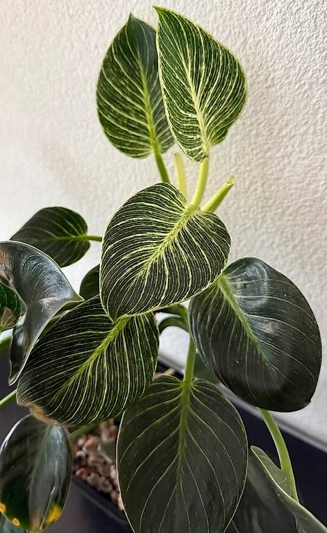 Piante & sementi: Philodendron Birkin White Wave, Selbstbewässerer, 50cm – Usato da Aadorf venduto da Arkabraa