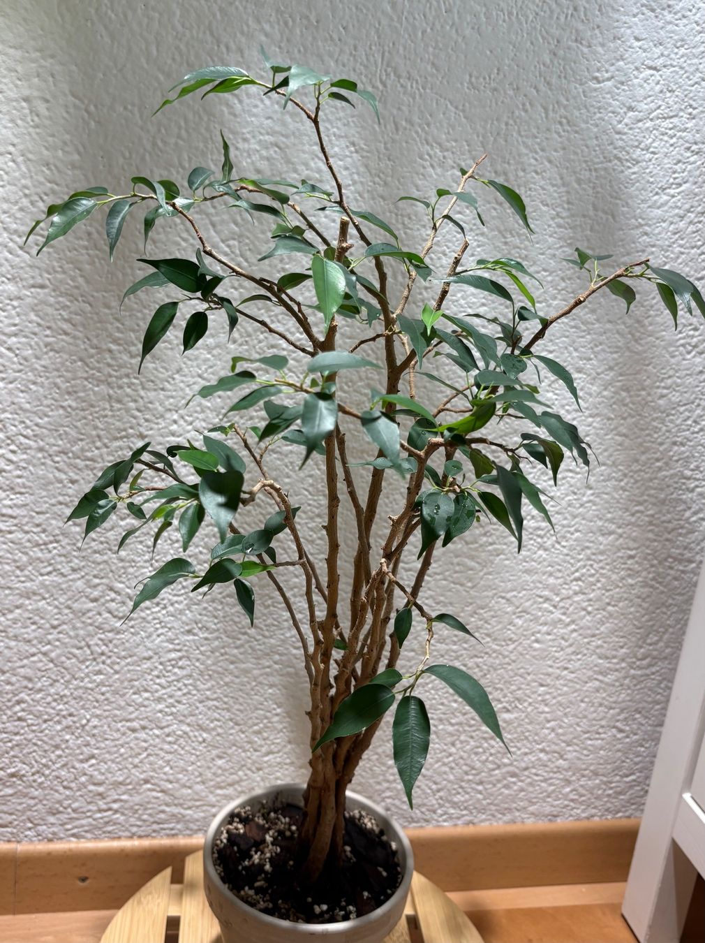 Piante & sementi: Ficus Benjamina – Usato da Bonstetten venduto da sam_jt9j