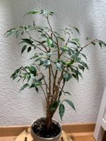Ficus Benjamina