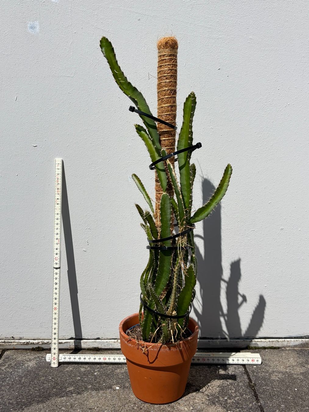 Piante & sementi: Drachenfrucht-Pflanzen, (rotfleischige Drachenfrucht) – Usato da Boll venduto da NRie
