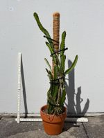 Drachenfrucht-Pflanzen, (rotfleischige Drachenfrucht)