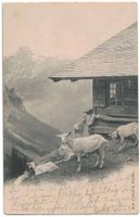 Ziegen bei Alphütte - Chèvres sur alpage, gelaufen 1903