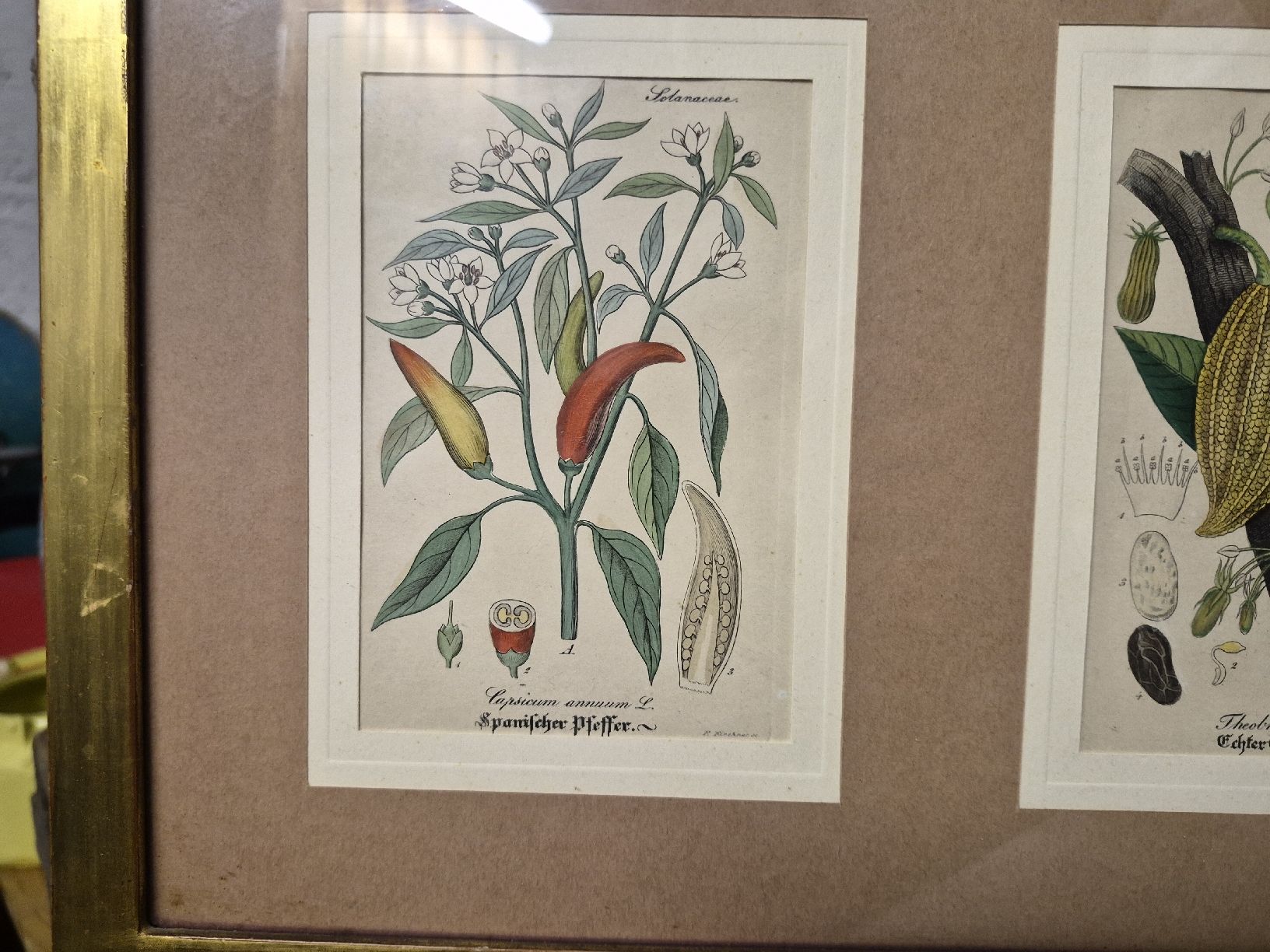 Foto & Immagini: 3er botanische Kunstdrucke, gerahmt, Goldrahmen – Usato da Frauenfeld venduto da mel_2gqy 3