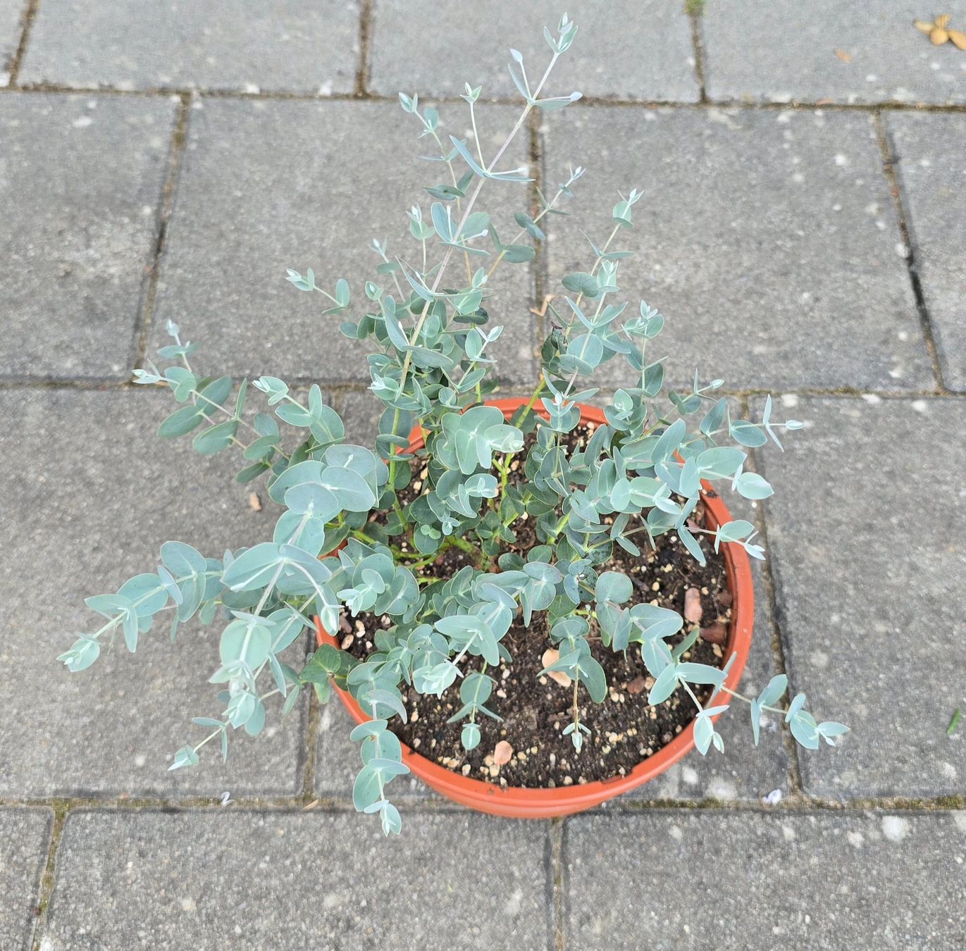Pflanzen & Samen: Eukalyptus – Neu (gemäss Beschreibung) aus Aarburg von popkorn65 3