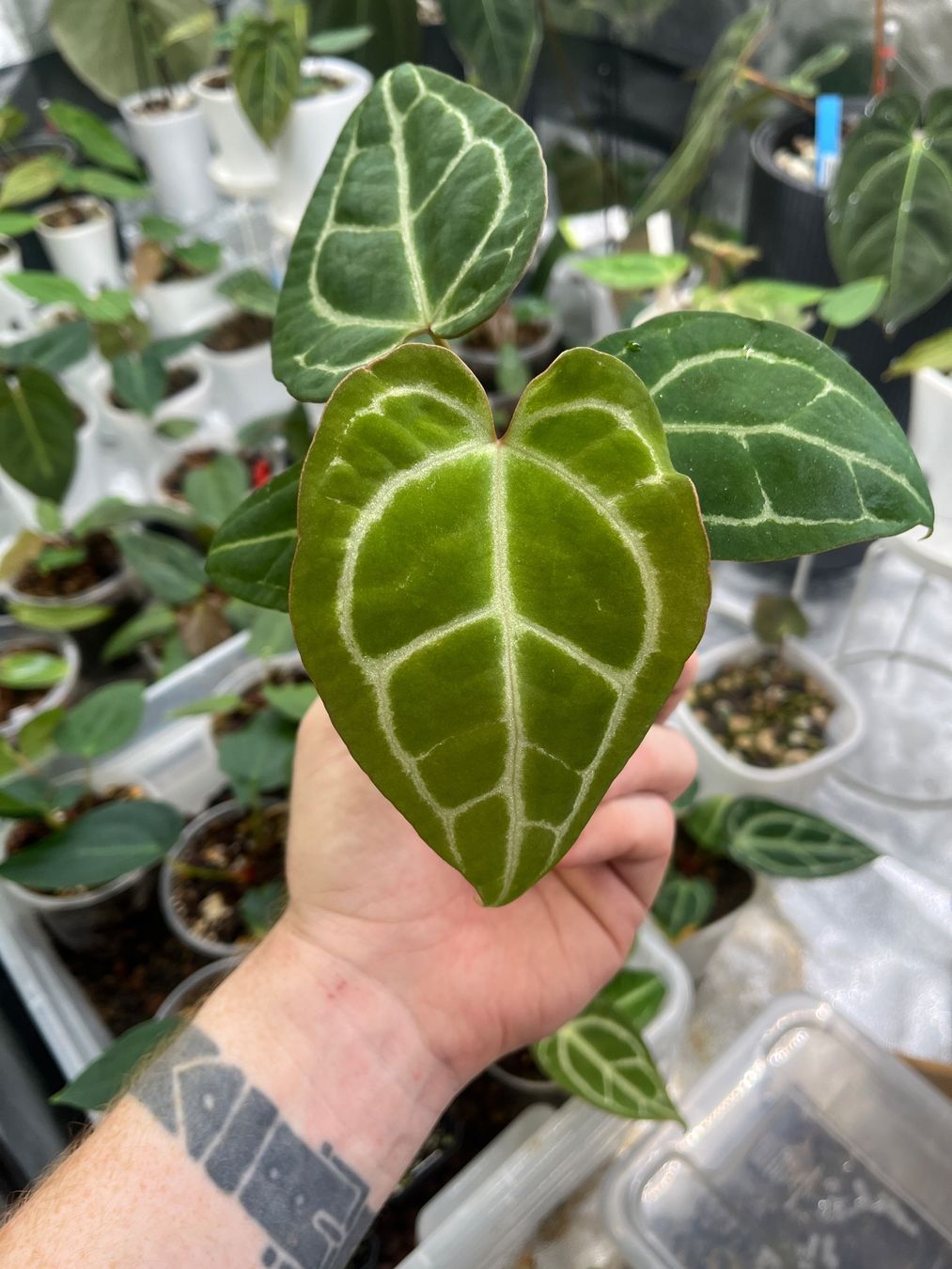 Piante & sementi: Anthurium Crystallinum-Mix – Nuovo e nell'imballaggio originale da Gelterkinden venduto da pflanz_doch_was 1