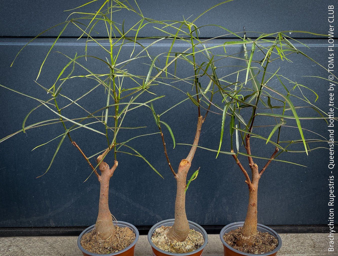 Piante & sementi: Brachychiton Rupestris - australischer Flaschenbaum – Nuovo e nell'imballaggio originale da Adliswil venduto da astom369 2