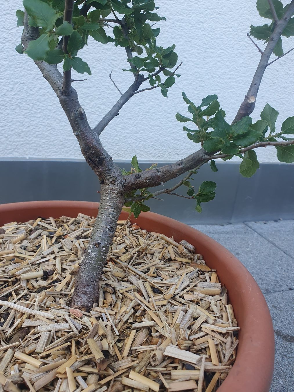 Pflanzen & Samen: Quercus suber, Korkeiche 2 Stück – Gebraucht aus Adligenswil von unterpalmen 9