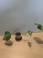 Monstera deliciosa Variegata - Rare