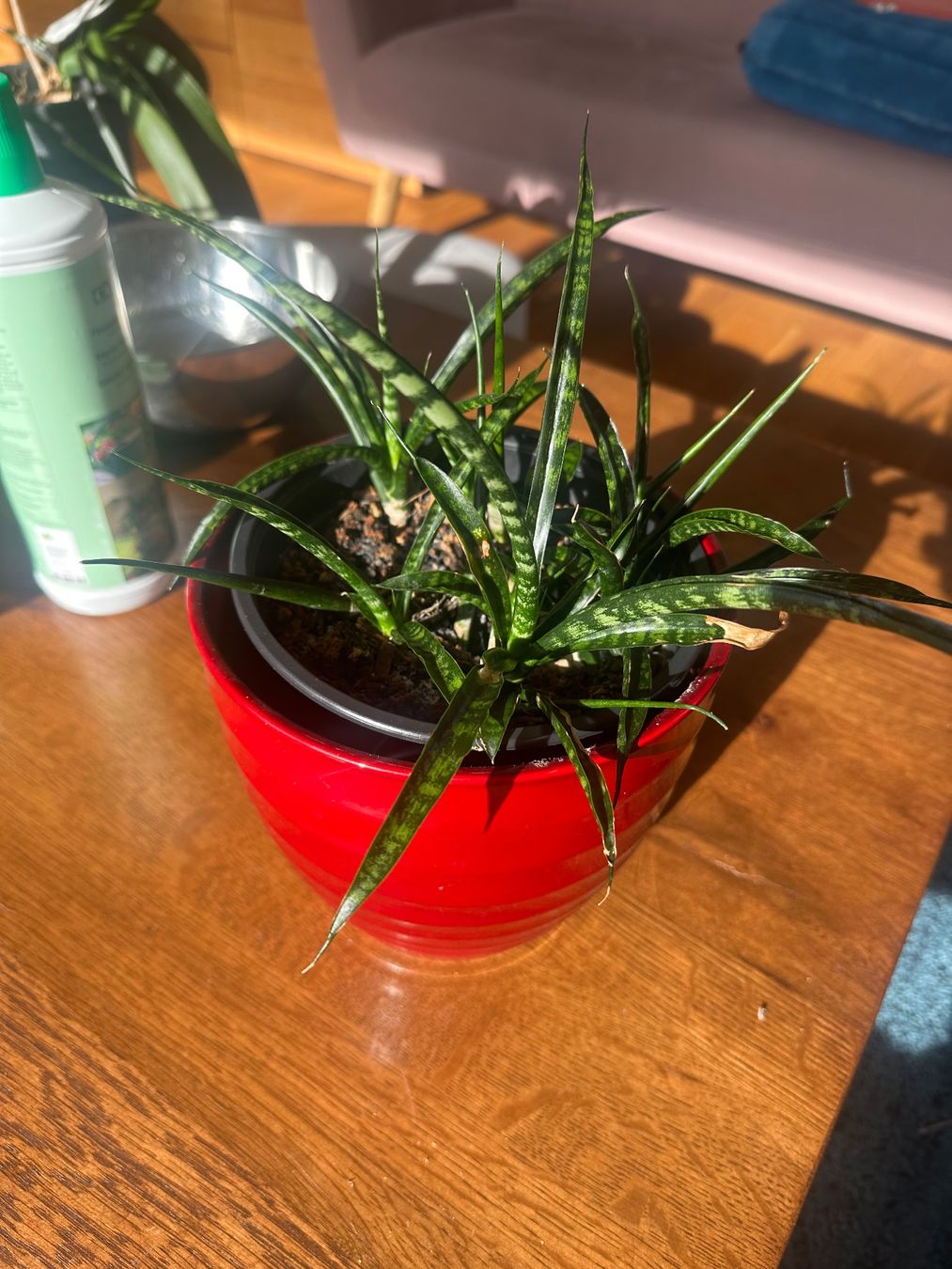 Piante & sementi: Sansevieria Mikado-Pflanze (gross) – Nuovo (secondo la descrizione) da Boll venduto da Ha-Se