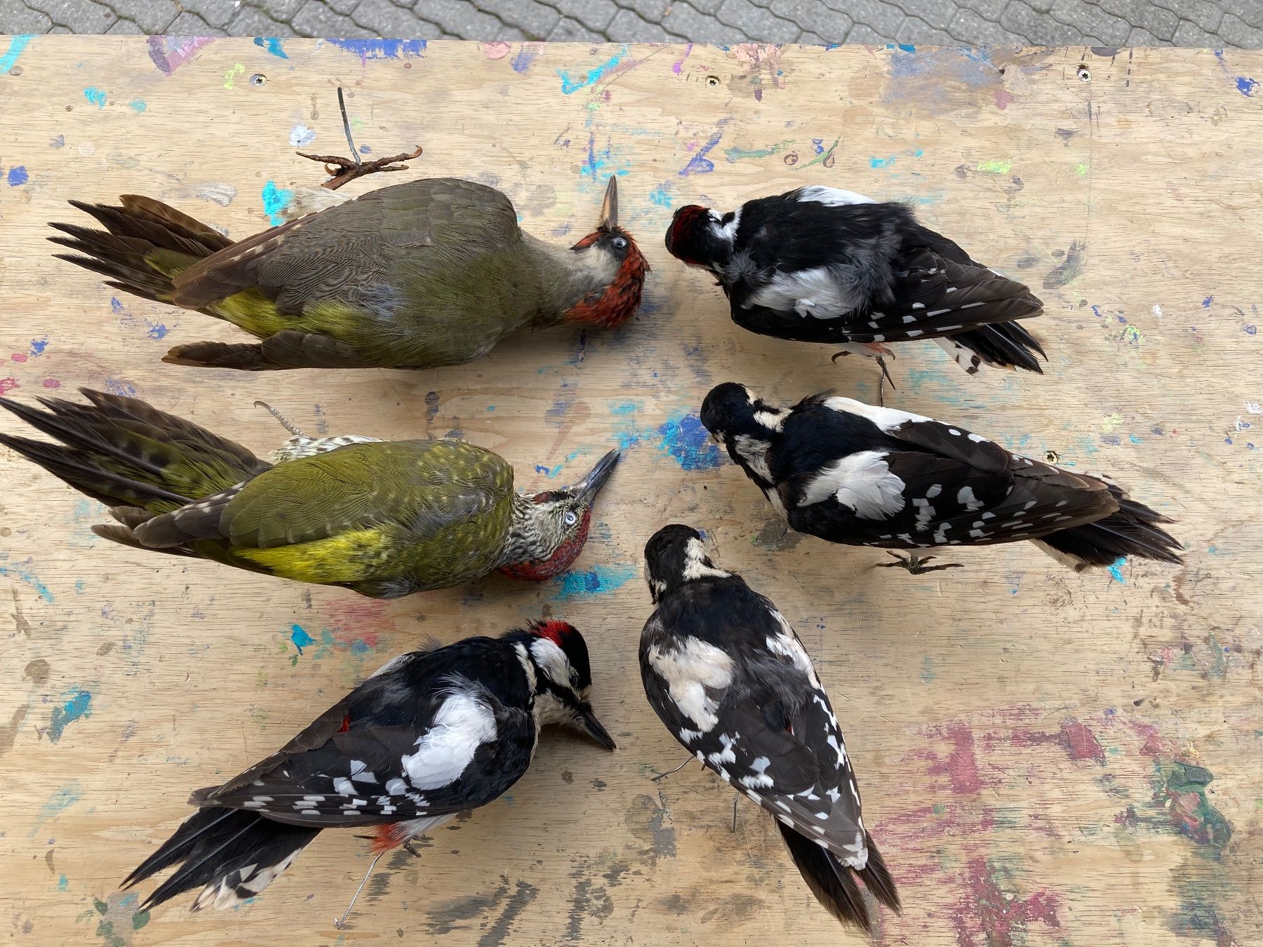 Il mondo degli animali: Spechte Konvolut – Usato da Grosswangen venduto da arum01 6