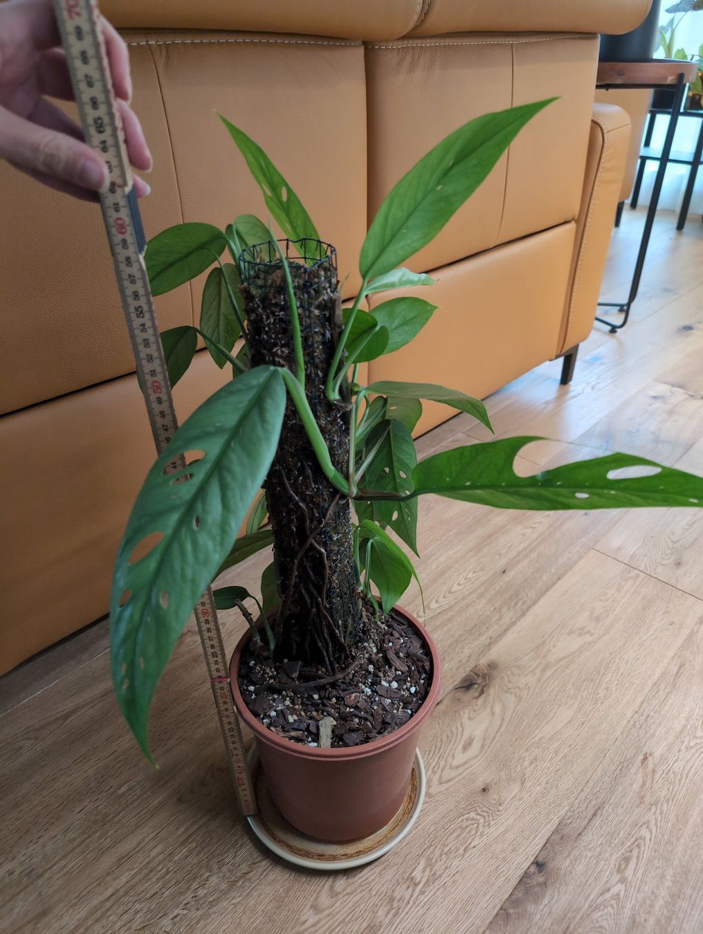 Piante & sementi: Epipremnum pinnatum 'Cebu Blue' am Moosstab – Usato da Bern venduto da JennisJungle 5