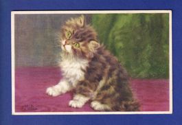 CHAT - Chaton aux yeux verts - D. Merlin