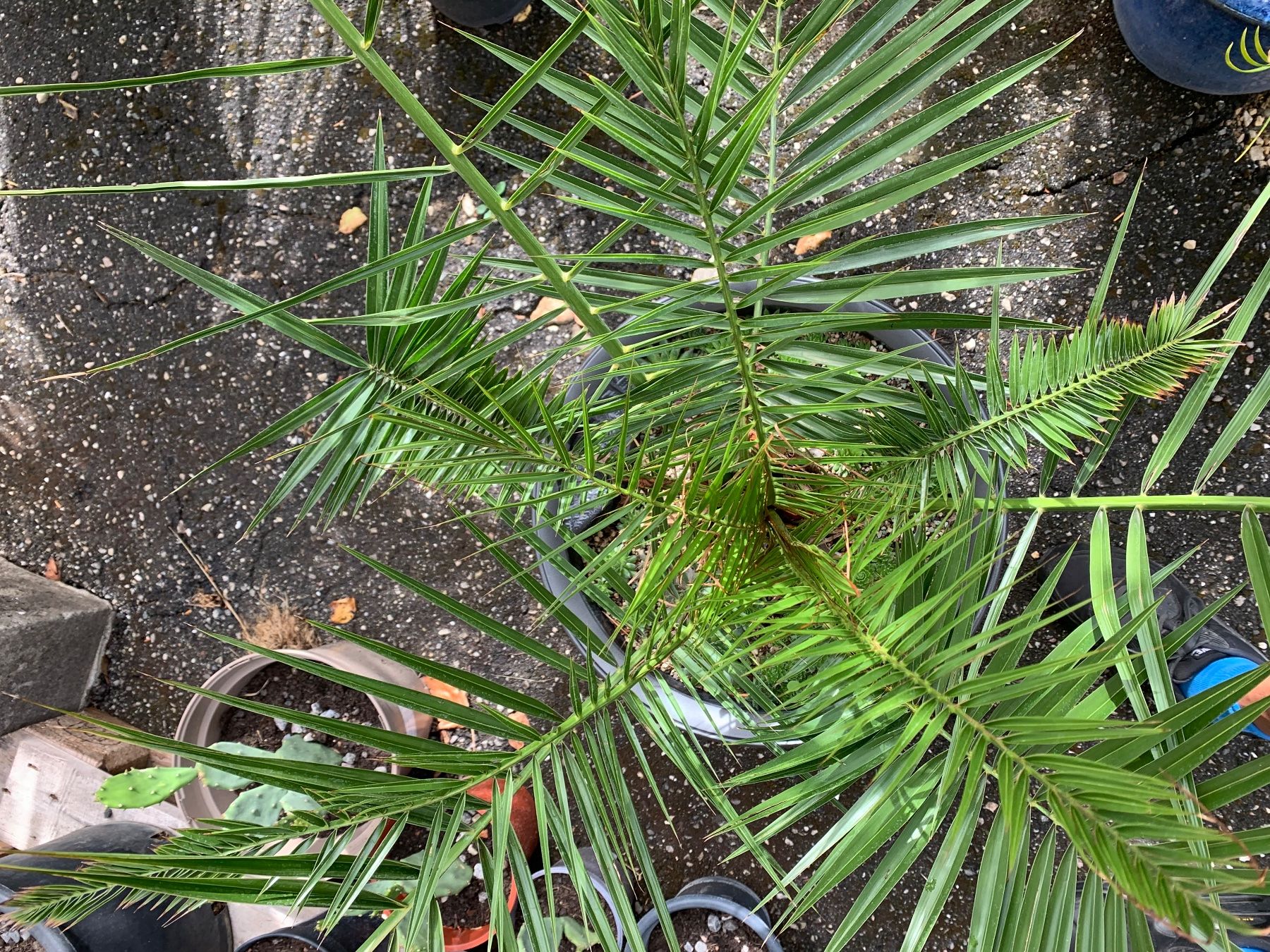 Piante & sementi: schöne Palme ca. 130 cm hoch – Usato da Aarburg venduto da Ricardolager 2