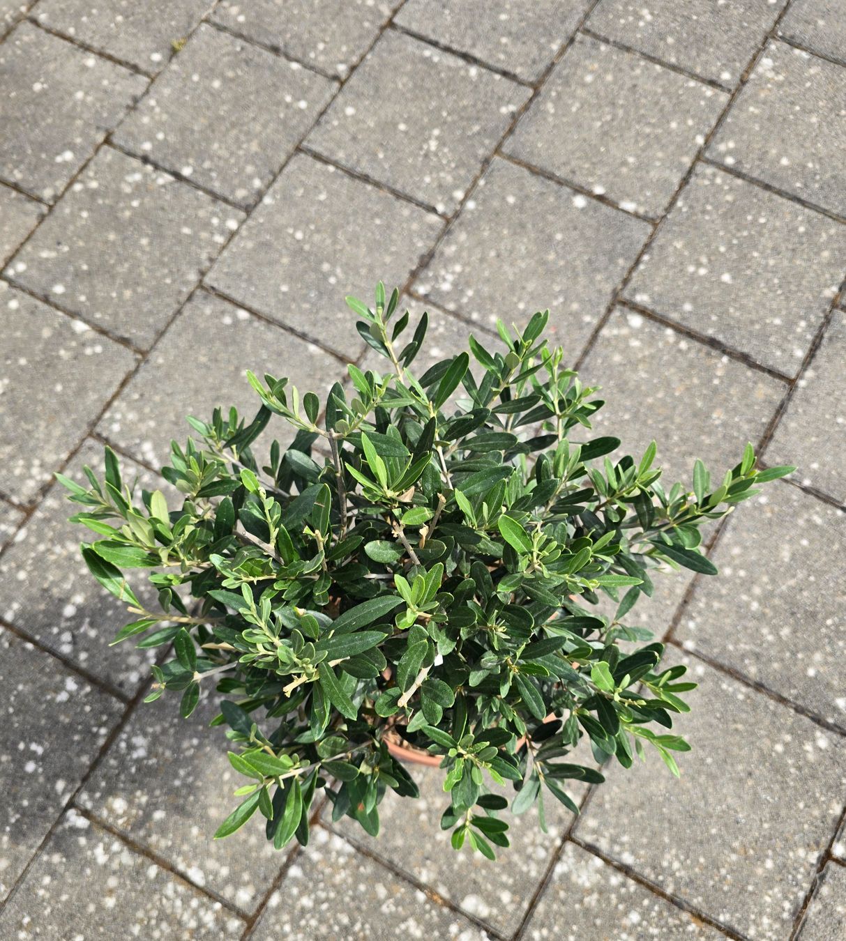 Pflanzen & Samen: Schöner Kleiner Olivenbaum – Gebraucht aus Aarburg von popkorn65 1