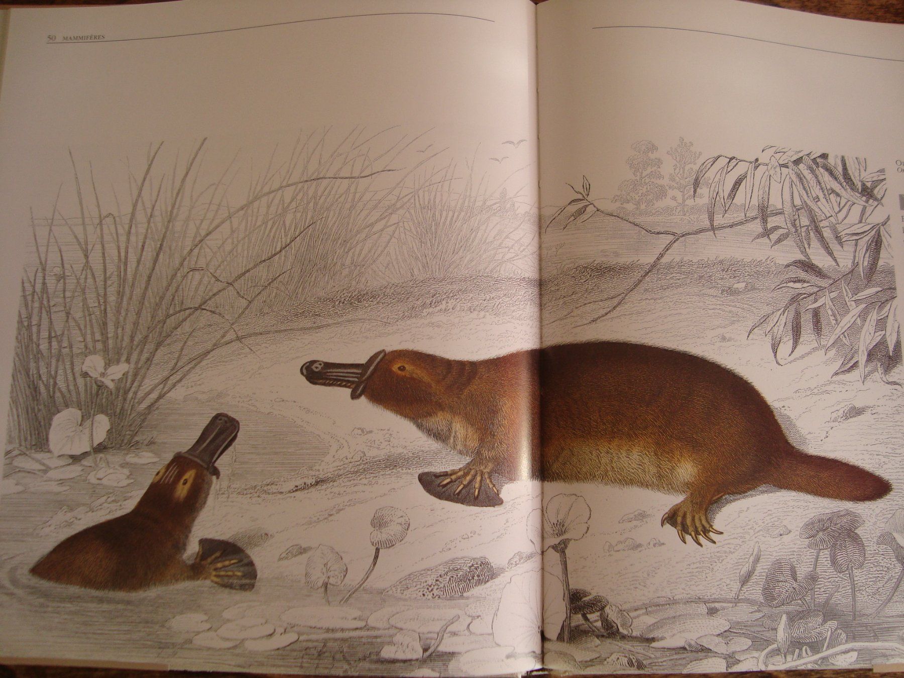 Libri: Les animaux vus par les grands maîtres – Nuovo (secondo la descrizione) da Fribourg venduto da ruswil007 2
