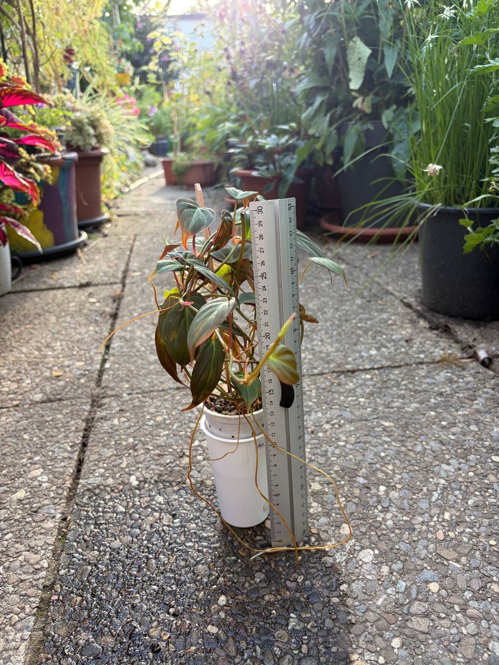 Piante & sementi: Philodendron scandens micans, getopfte Pflanze – Usato da Winterthur venduto da Aniger 3