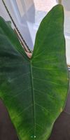 🤩Alocasia Zebrina Rhizom 
