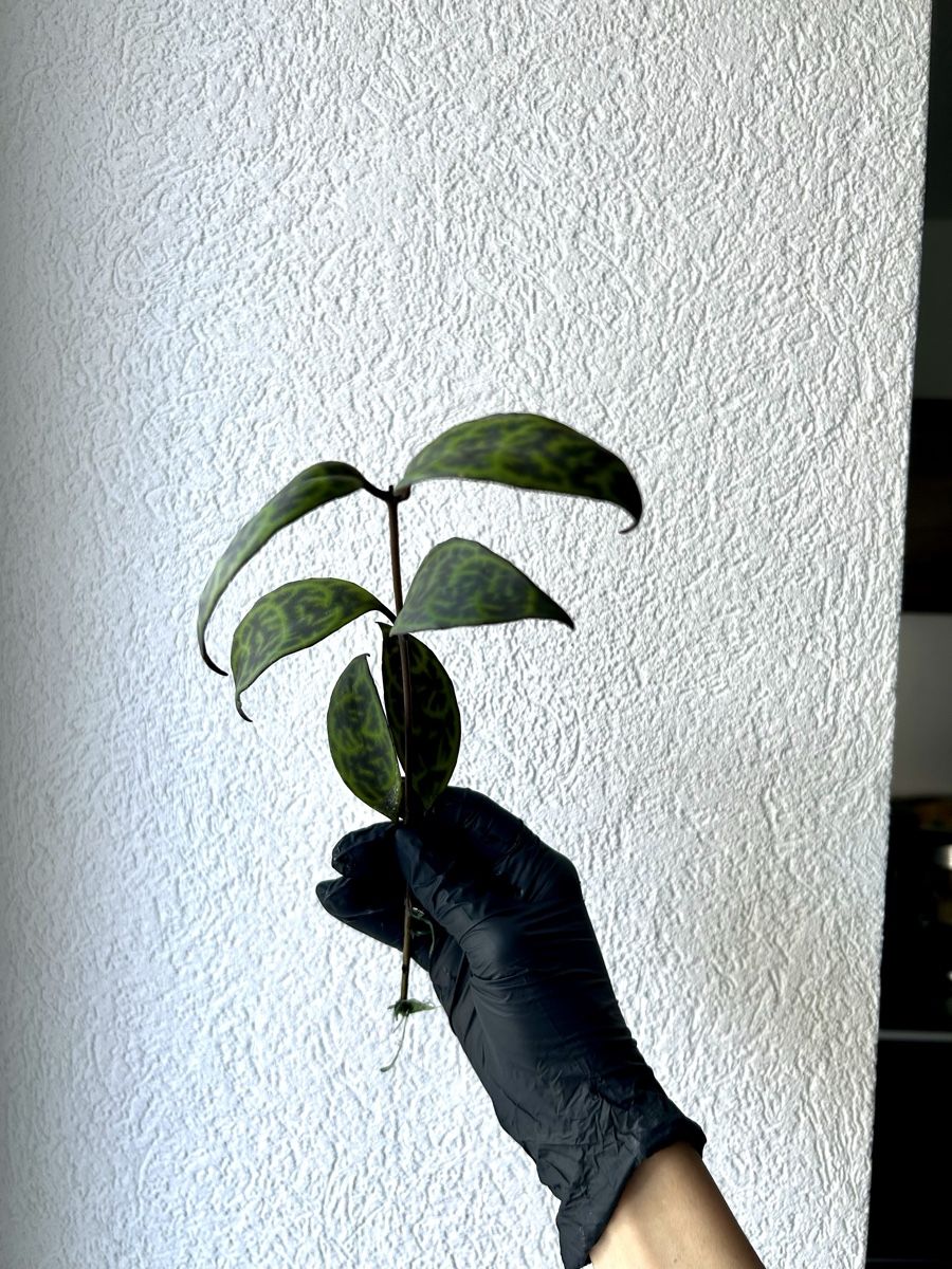 Piante & sementi: Boutures Aeschynanthus Marmoratus – Usato da Develier venduto da mel_qd2m 1